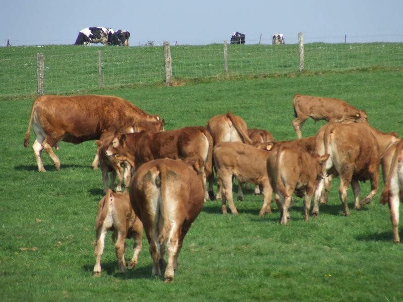 100% limousin jałówki tanio — zdjęcie 2
