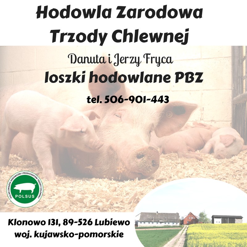Loszki PBZ