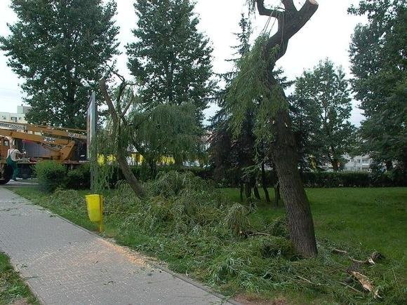 Wysiegnik - przeswietlanie, ścinka drzew Łódź — zdjęcie 1