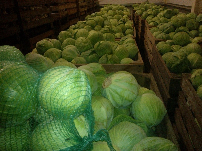 Kapusta biała MARKET/капуста рынок — zdjęcie 2