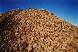 Sprzedam 1500 ton buraka - pilne