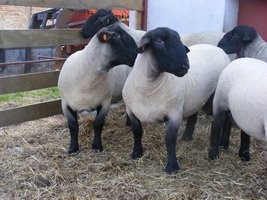 SUFFOLK OWIEC psów angielskim. — zdjęcie 5