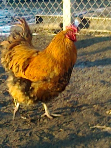 Sprzedam koguty orpingtony, cochiny i minory — zdjęcie 4