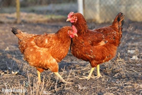 Kokoszki, brojlery, kaczki i gęsi Ferma Drobiu Machowa — zdjęcie 5