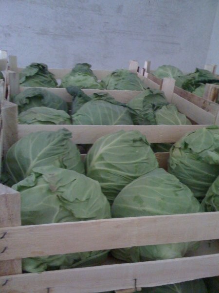 Sprzedam młodą kapustę 0,97 zł /kg — zdjęcie 1