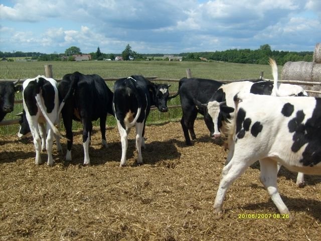Sprzedam bydło