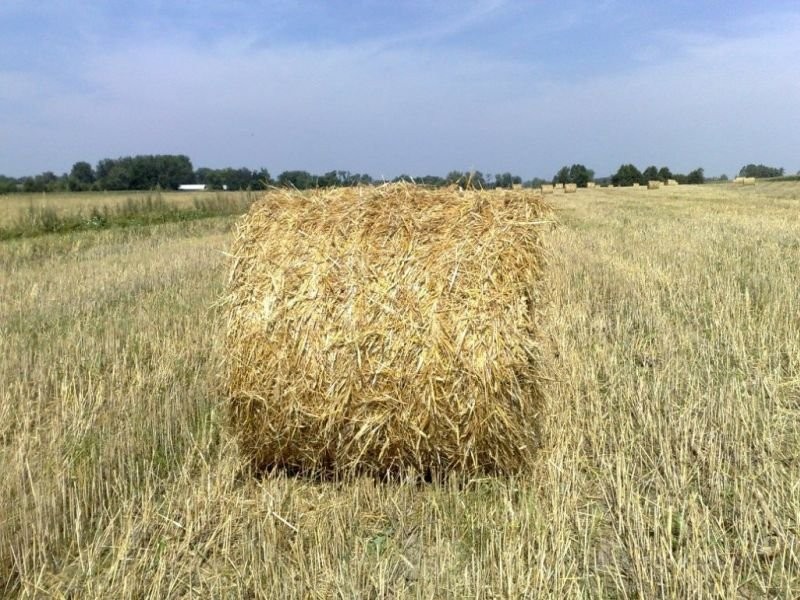 SŁOMA!!!! sprzedam słomę w belach z tegorocznych żniw — zdjęcie 2