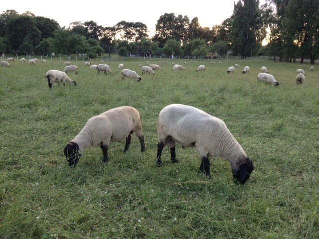owce Suffolk i Lacaune — zdjęcie 4