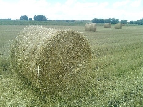 sprzedam słomę, słoma w belach