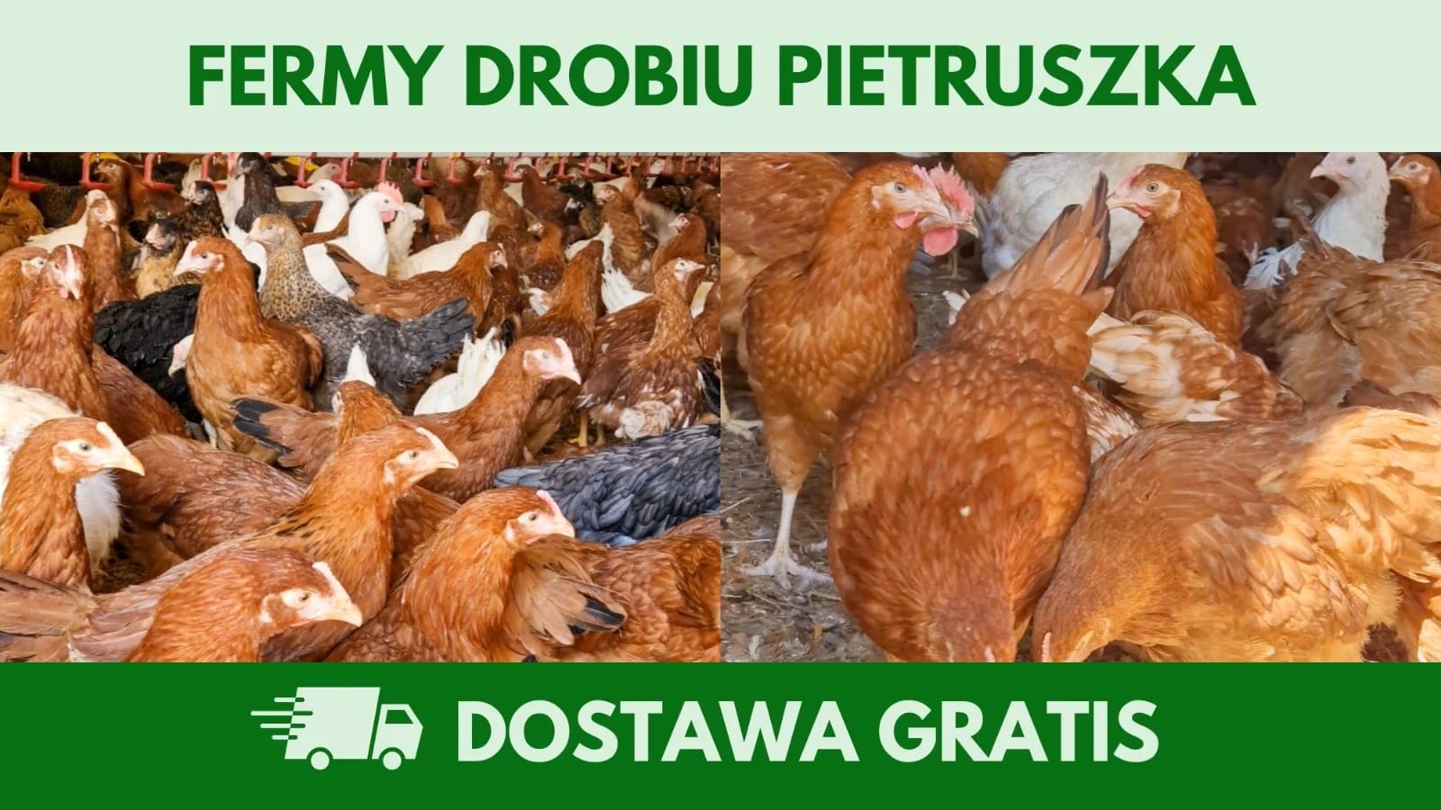 Kury nioski 12–20 tyg. | Dostawa GRATIS | Ferma Drobiu — zdjęcie 3