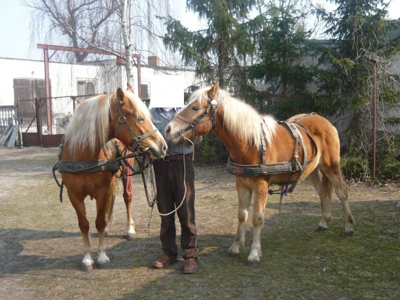 Haflinger wałach  tanio — zdjęcie 3