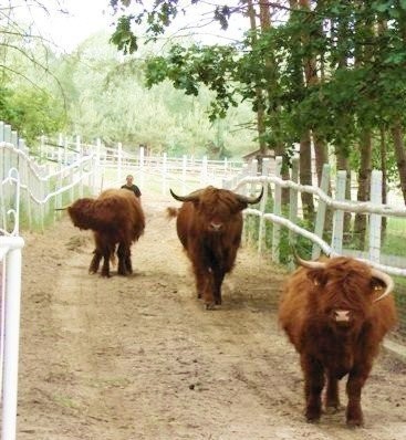 bydło szkockie highland