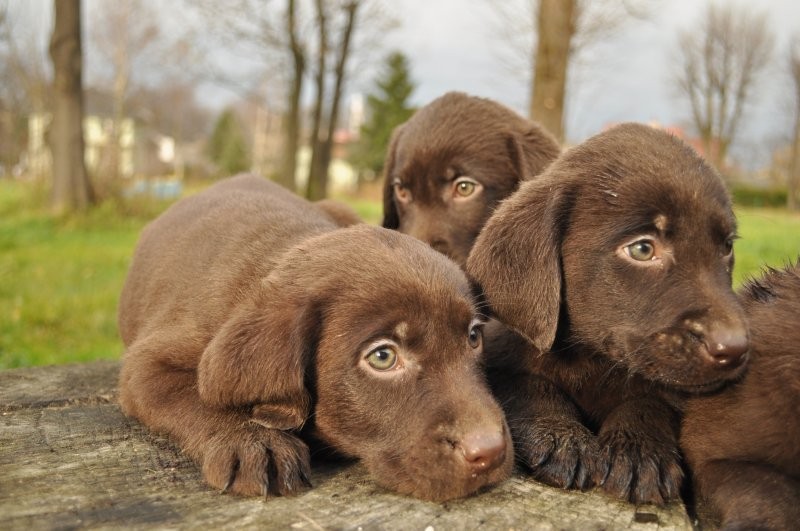 labrador czekoladowy — zdjęcie 3
