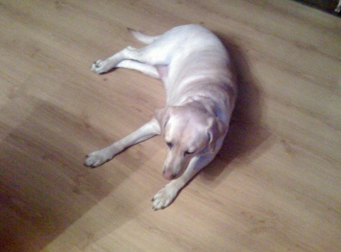 Labrador szuka nowego Właściciela — zdjęcie 2