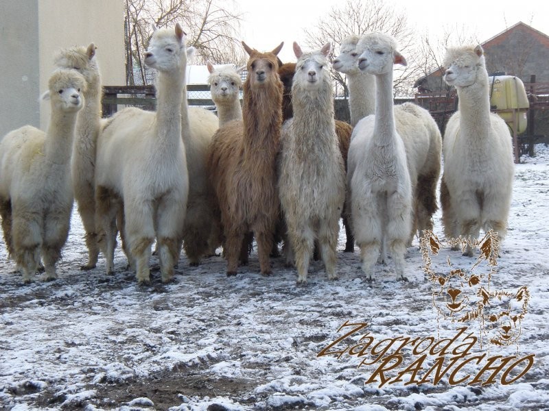 ZARODOWA HODOWLA ALPAK- SAMCE, SAMICE, KRYCIE — zdjęcie 3