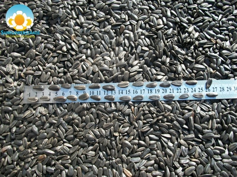 Sell Sunflower Seeds — zdjęcie 4