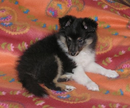 owczarek szetlandzki (sheltie) — zdjęcie 2
