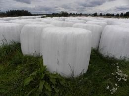 Sianokiszonka z lucerny 2017r