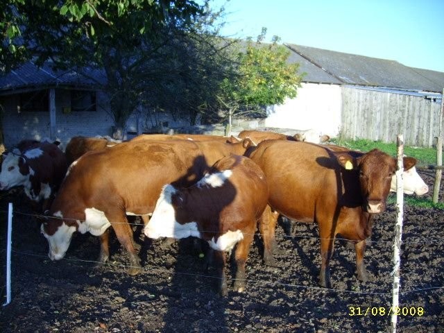 Hereford + Simental zacielone krowy mięsne WARTO!!! TANIO!! — zdjęcie 3