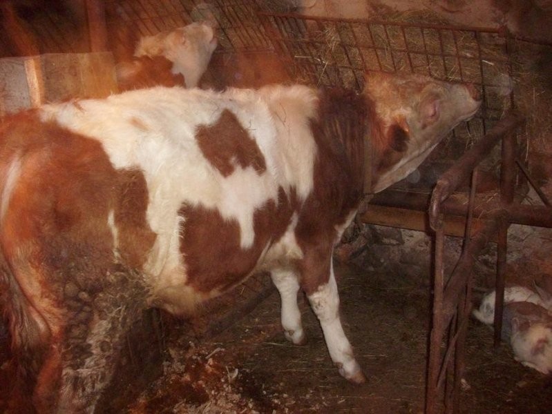 sprzedam byki — zdjęcie 5