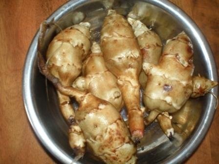 TOPINAMBUR ALBIK