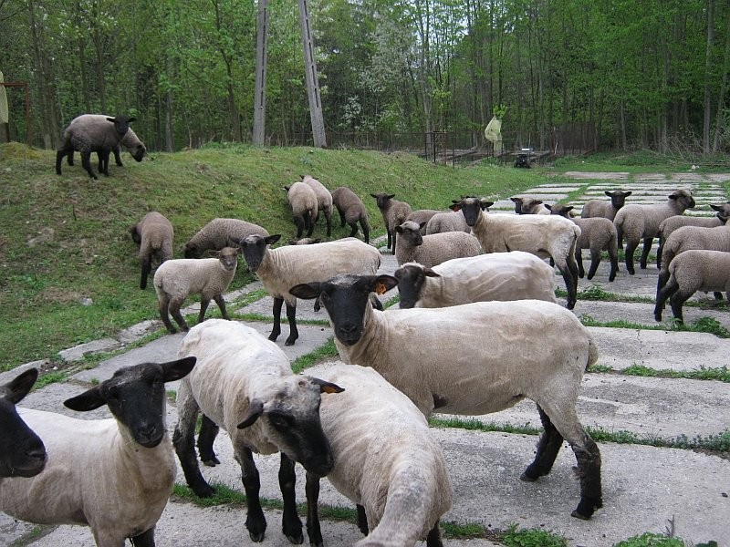 TRYK CZARNOGŁÓWKA, TRYKI CZARNOGŁÓWKI