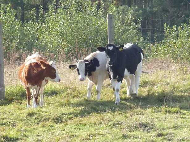 3 Piękne jałówki do dalszego chowu — zdjęcie 1