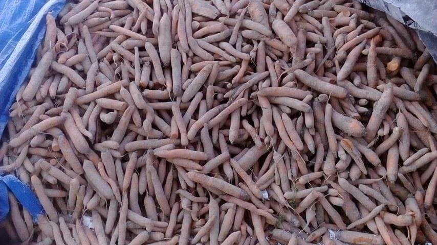 Marchew Jadalna Sokowa Słodka 70 ton — zdjęcie 2