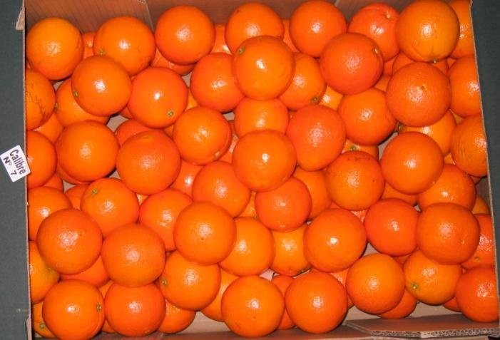 Owoce i warzywa prosto z Hiszpanii — zdjęcie 3