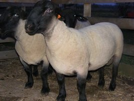 SUFFOLK OWIEC psów angielskim. — zdjęcie 2