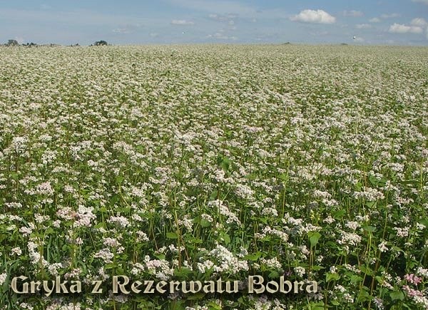 Przedam grykę siewną nie desykowaną!