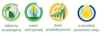Rzepak ozimy – kwalifikowany materiał siewny — zdjęcie 2