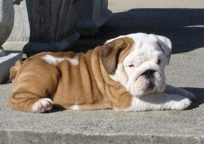 Adorable buldog angielski Szczenięta do przyjęcia
