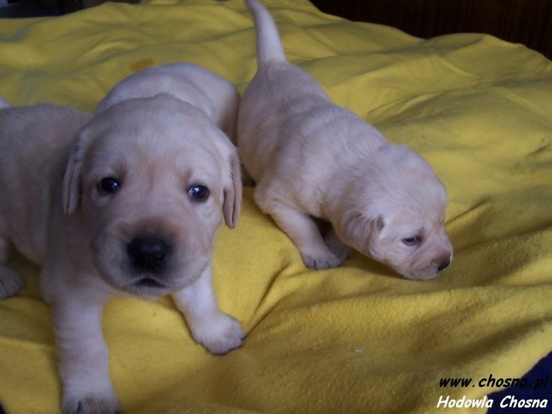 Labrador Retriever szczeniaki z rodowodem — zdjęcie 4