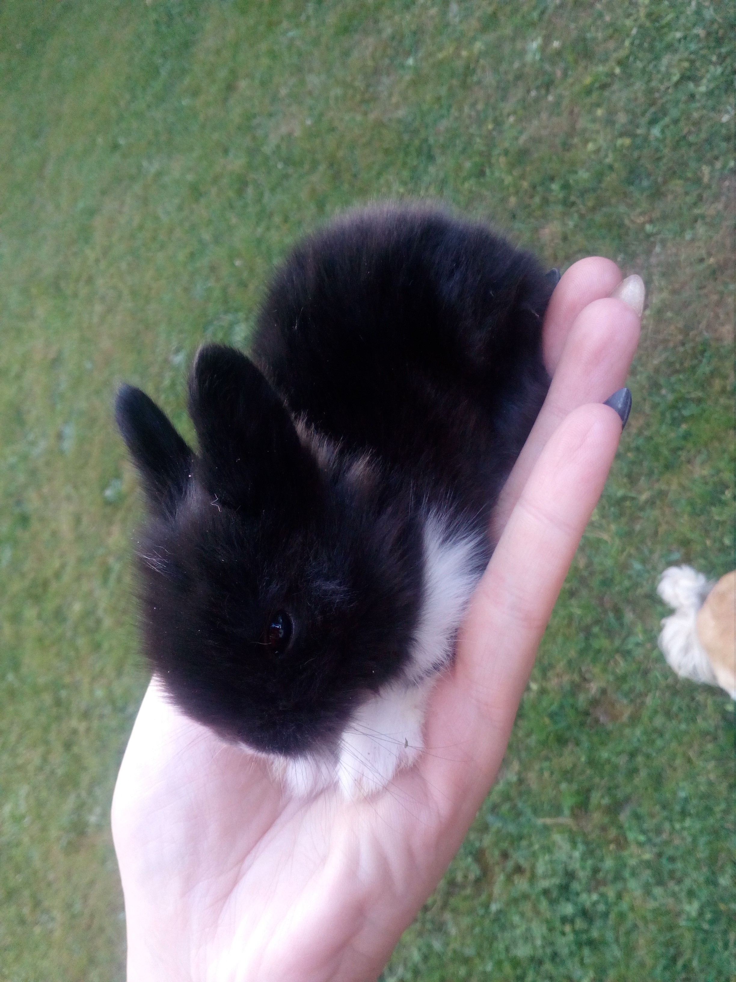 Króliki karzełki teddy — zdjęcie 1