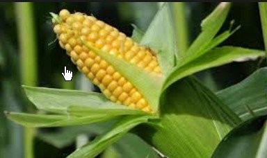 Kukurydza paszowa 230$-0% VAT