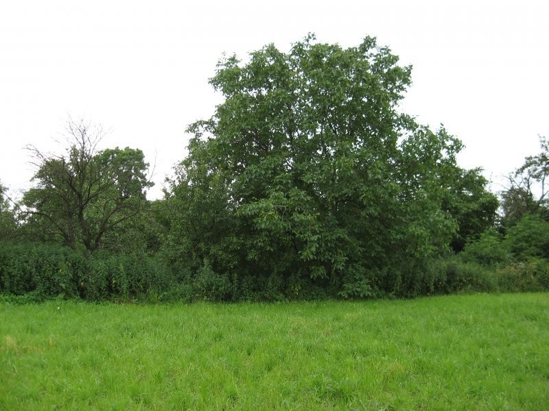 Gospodarstwo rolne, 1.9ha, powiat poznański — zdjęcie 1