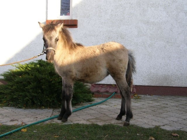KONIK POLSKI 800zł OKAZJA — zdjęcie 2