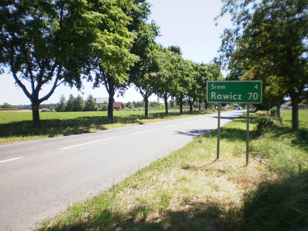 ZBRUDZEWO k/Śremu 4,5 ha sprzedam — zdjęcie 2