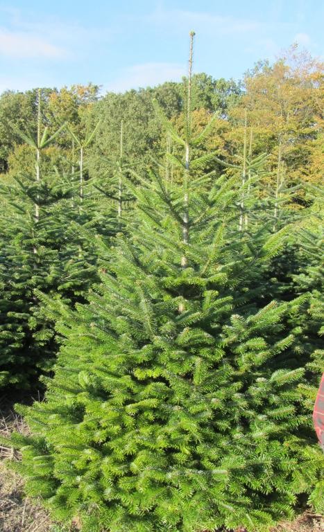 Jodła kaukaska Abies Nordmanniana Choinki z Danii Hurt — zdjęcie 1