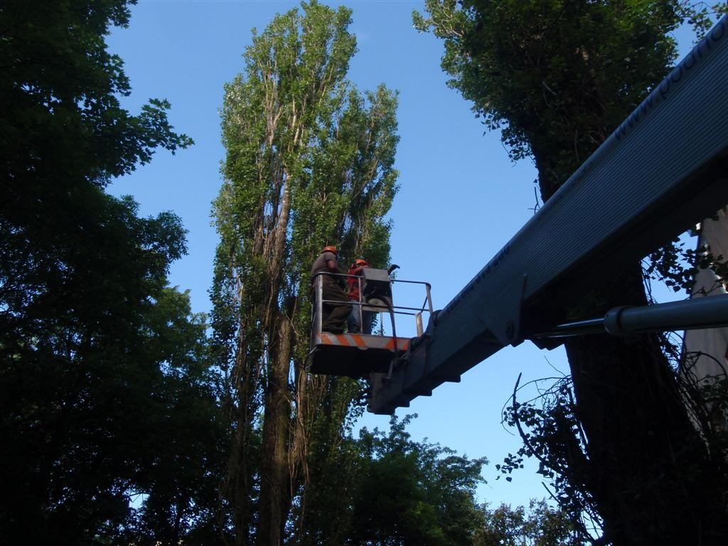 Wycinka drzew zgierz, ozorków, łódź, pabianice — zdjęcie 5