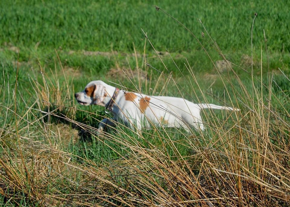 MAMY SZCZENIĘTA - English Pointer...!  — zdjęcie 3