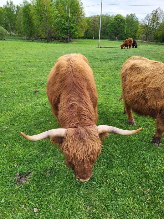 100% Rasowy buhaj byk rozpłodowy highland bydło szkockie wpis PZHiPBM — zdjęcie 7