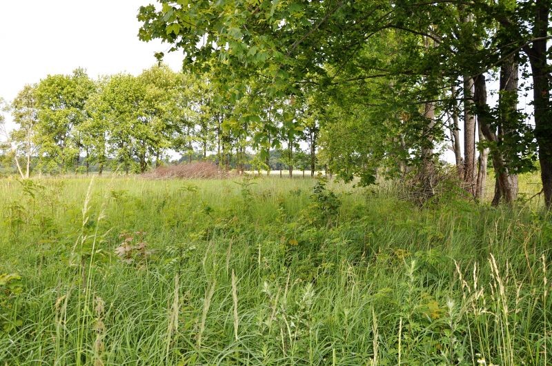 Działka rolna 1,7 ha z halą (do remontu)700 m.kw. — zdjęcie 2
