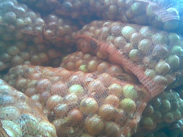 cebula Polecam!