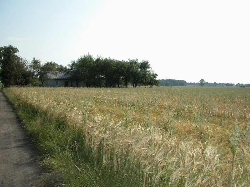 Sprzedam gospodarstwo rolne, mazowieckie — zdjęcie 5