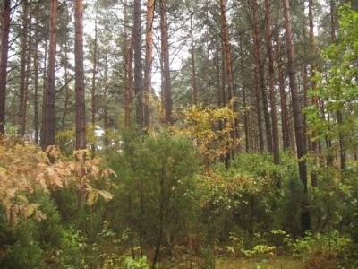 działka leśna 4000m2 — zdjęcie 2