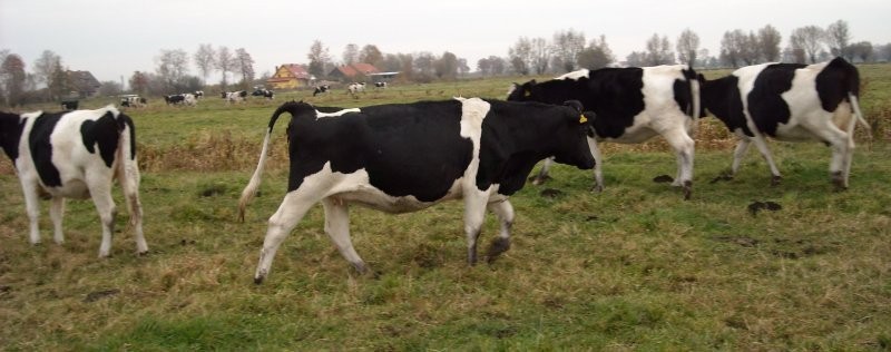 jałówki HF
