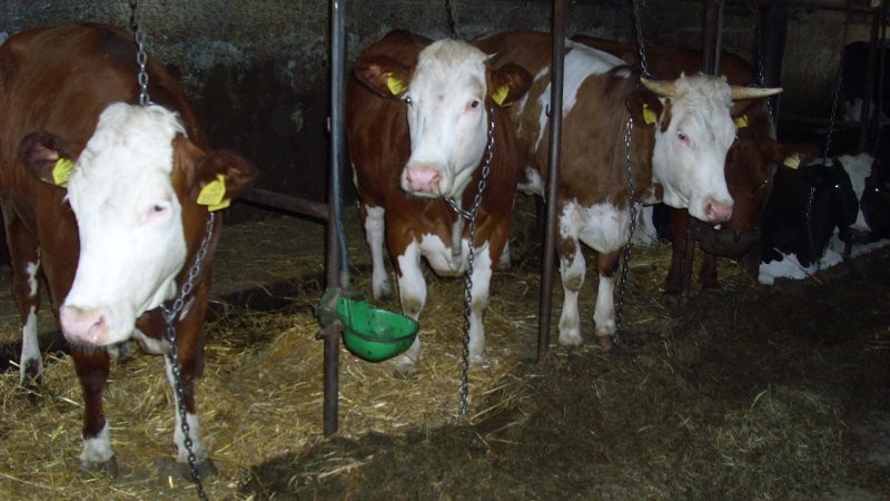 Jałówki, krowy Simmentaler, Montbeliarde — zdjęcie 4