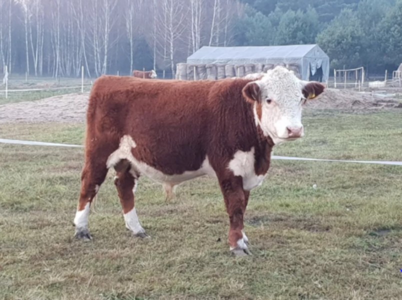 Bydło hodowlane HEREFORD — zdjęcie 2